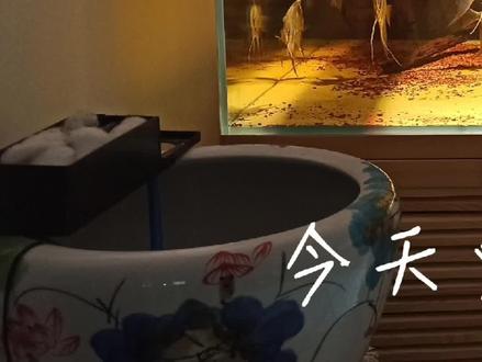 活捉一只越狱龟#地图龟 #火焰龟 #vlog我的日常
