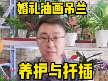 婚礼油画吊兰的养护与扦插。#吊兰 #扦插 #油画吊兰 #养花 #植物