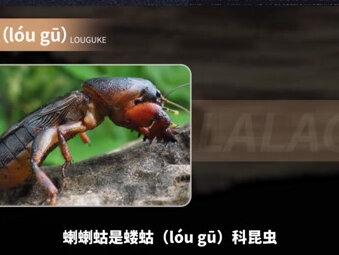 蝲蝲蛄——生活在土壤中的农业害虫#土狗