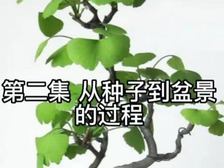 从种子开始玩盆景,体验更大的成就感#银杏盆景 #童子功盆景