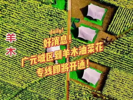 羊木油菜花还有十天就是赏花最佳时间,有了直达大巴车,赏花更方便。#记录家乡美景 #景点打卡 #航拍#原创视频#旅游推荐