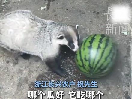 学名叫猪獾 小名叫“猹”,课本上闰土小时候的“玩伴”,让农户损失了上千个瓜#猹 #瓜农不容易 #保护动物 #吃瓜