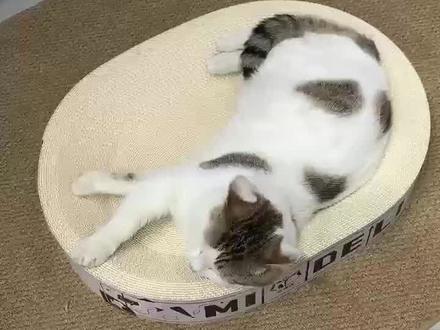 觅得狸高品质白色猫抓板 猫窝耐抓不掉