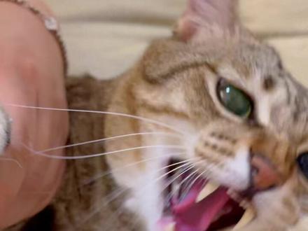 你不比它厉害点,它就跟你龇牙撅腚的
每次剪指甲都得连哄带骗的,受够了#抖音动物图鉴 #狸花猫