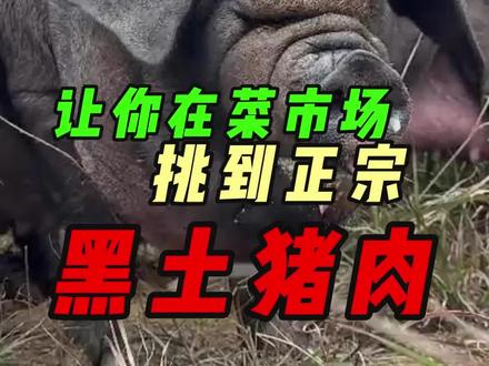 简单三招,一眼看出黑土猪肉!#三农 #内江黑猪 #志城公义联盟 #生态养殖 #知耕季侗寨黑猪 @知耕季侗寨黑猪