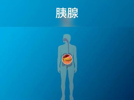 花一分钟了解一下胰腺功能#医学科普