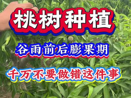 谷雨前后膨果期,千万不要做错这件事 谷雨前后膨果期,千万不要做错这件事#桃树种植#桃树管理#桃树施肥
