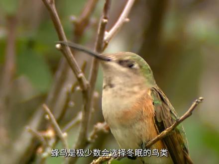 动物们是怎样冬眠的 #知识 #百科 #动物冬眠