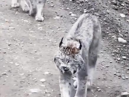 又凶又菜的猞猁原声,有点渗人.. #猫科动物 #猞猁 #加拿大猞猁