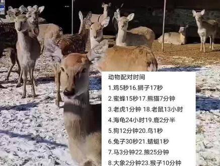 都长点见识……动物配对时间#梅花鹿养殖场 #自家养殖 #养殖人 #梅花鹿 #抖音助农