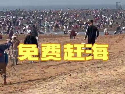 见识了海阳人民的五一赶海盛宴啊#赶海 #海阳赶海 #海阳旅游度假区 #五一假期#真实生活分享计划