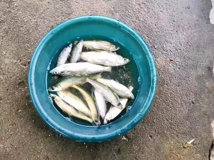 探钓丫河水产村,牛塘拆迁鱼塘#钓鱼的乐趣只有钓鱼人懂 #钓鱼人就是这么疯狂