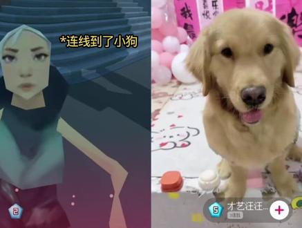 晚安小鸡毛#瓦瓦 @瓦瓦