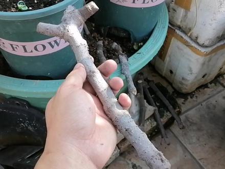 扦插的时候,这1步很多人会忘记!难怪黑杆发霉 #养花 #盆栽 #扦插 #无花果 #伤口愈合剂 #网购 #省钱