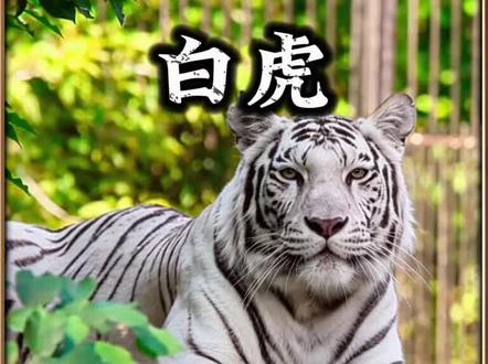 你喜欢白虎吗?白虎不仅外表干净还给人一种秀色可餐的感觉。#动物世界 #白虎