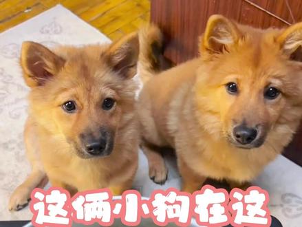 妈妈宁愿自己听错了也不相信有两只狗#狗狗 #是五月初九呀 #小狗 #娱乐评论大赏