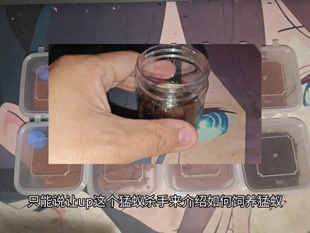 猛蚁杀手的猛蚁新后饲养教学!?#蚂蚁 #爬宠 #异宠 #横纹齿猛蚁 #猛蚁