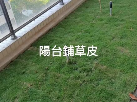 陽台种一些花花草草,每天看著也舒壓#爱生活爱鲜花