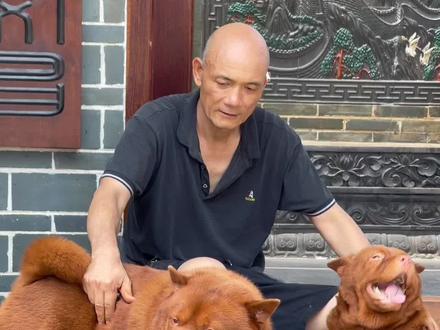 “初见乍惊欢,久处亦怦然”🤔#五红犬 #喜欢中华田园犬请关注 #万物皆有灵 #中华田园 #狗狗