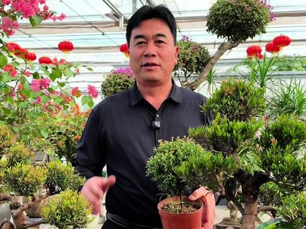 新手花友想要一方属于自己的“桌面山水”吗?小叶赤楠必须榜上有名!观枝、观叶、观花、观果,小小的叶片,却尽藏东方的雅韵!不光是一棵好的盆景,更是一件活的艺术品!#小叶赤楠 #盆景 #新手养花 #养花人的乐趣 #雨润花满园