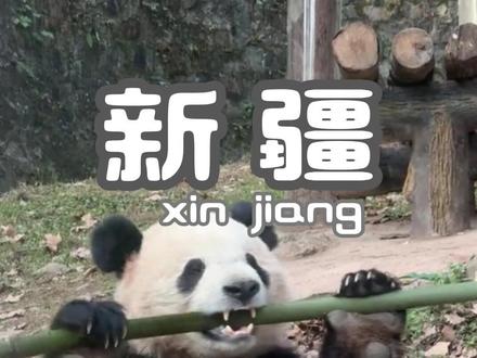 宝元、德瑞2 月 5 日正式入住乌鲁木齐水上乐园,这是新疆首次迎来国宝大熊猫。目前两只大熊猫处于适应新环境的阶段,将择机向公众开放参观。#乌鲁木齐大熊猫 #新疆旅游 #新疆美好推荐官 #大熊猫 #熊猫吃胡萝卜吗