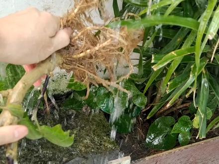 茄子根别再扔了,扔它等于在扔钱,放锅里一煮,解决了很多人烦恼 #茄子根煮水