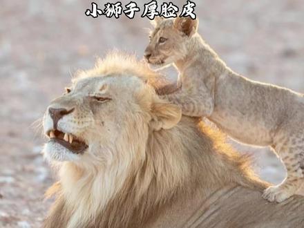 小狮子飞奔过来在雄狮身上爬上爬,站在雄狮身上揉搓它的大围脖