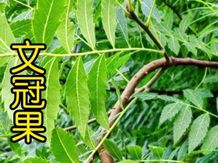 南有菩提树,北有文冠果,是长寿吉祥的象征#文冠果 #植物科普 #优质农产品 #分享家乡特产 #我的乡村生活