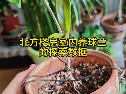 北方楼房室内养球兰的探索数据