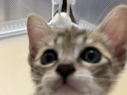 即使变成小猫咪还是没办法和你一起玩吗#它好像个宝宝 #小猫 #猫 #猫咪