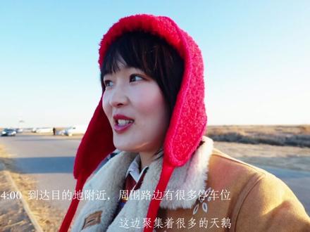 我的东营观鸟浪vlog,关于观鸟地点和时间攻略都在这条视频中啦~#这一刻鲲鹏具象化了 #北冥有鱼竟然是真的 #东营鸟浪 #青岛周末的100种打开方式