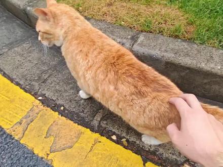 新的🐈屎山代码触发机制 一挠它屁股,它就开始舔毛
#哈基咪#哈基咪的迷惑行为 #屎山代码 #大橘为重