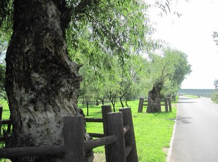 永定河故事,乾隆爷的堤柳诗,入地三尺不纳粮的永定河柳编#古树 #记住乡愁 #原创 #民间故事