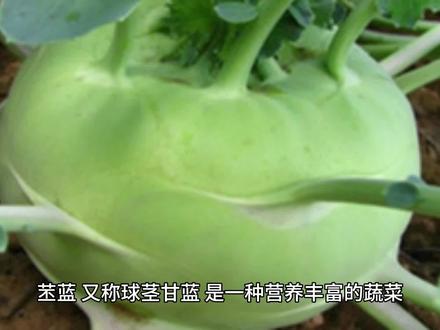 富含维生素与矿物质的 丕蓝