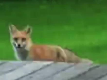 #动物救助#狐狸 #万物皆有灵 @抖音小助手