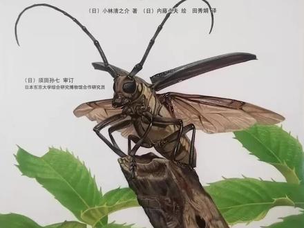 最美的法布尔昆虫记--铁嘴伐木工天牛
“咯吱,咯吱!”原来是天牛在啃树枝!天牛的嘴巴真锋利,简直就是铁嘴啊!除了有一张厉害的嘴巴,天年还有一对长长的触须,就像天线一样。
天牛为什么长着这么厉害的嘴巴呢?为什么它要不停地啃树枝呢?天线一样的触须 有什么作用呢?
想要了解这些有趣的事情 ,就跟着法布尔去看看吧!#昆虫记 #法布尔#伐木工#天牛#昆虫世界 #亲子阅读#若嫣妈妈#绘本故事#小林清之介