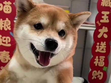 柴犬可可偷吃棒棒糖,不好吃 #小柴犬视频 #谁家还没个傻狗狗 #柴犬日常 #谁能拒绝傻憨憨的小狗