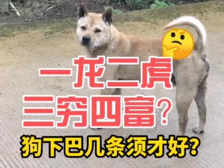 土狗几根胡子好?