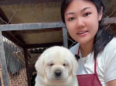 #拉布拉多犬舍#热门#拉布拉多饲养攻略 夏天怎么喂狗