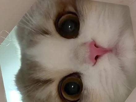 小猫得劲魔法!! #猫咪日常 #我家宠物真可爱 #萌宠 #吸猫 #得劲魔法