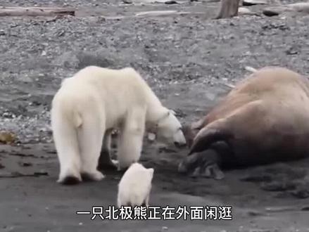 北极熊大战海象,数千海象团结对外抵抗北极熊,团结的力量 #万物皆有灵性 #野生动物 #北极熊 #海象