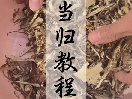 制作酒当归教程#明采药#日常vlog