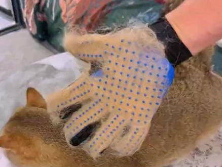 给猫咪梳毛超简单,防打结去浮毛,撸猫更轻松! #猫用品 #撸猫手套 #新手养猫 #养猫攻略 #养猫必备