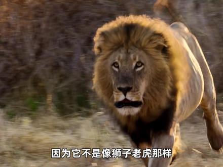 湾鳄 每年吃上百人,湾鳄到底有多可怕?
#动物科普 #生物科普 #抖音知识年终大赏 #自然奇境科普季 #神奇动物在抖音