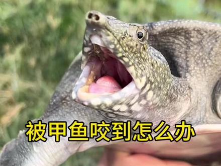 甲鱼咬到需要打狂犬疫苗吗?#甲鱼养殖 #甲鱼 #中华鳖 #抖音助农 #三农流量扶持计划 @抖音小助手 @抖音创作者中心