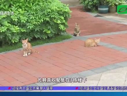 小区流浪猫泛滥 如何治理成难题 #汕头 #流浪猫