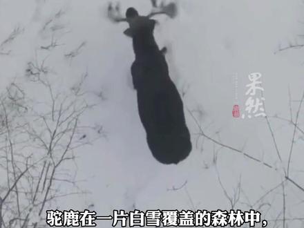 无人机罕见拍到驼鹿脱落鹿角过程