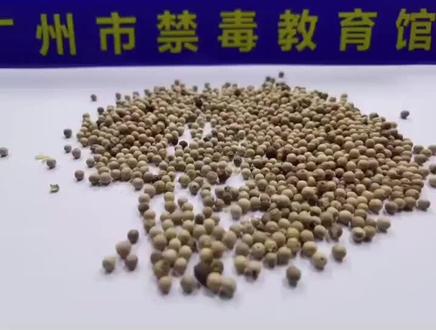 你能分清哪些是毒品种子吗?大麻是什么?#涨知识