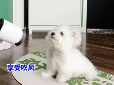 狗狗害怕吹风机怎么办?轻松4步实现吹风机脱敏,享受吹风!#脱敏训练 #狗狗 #喔喔技能