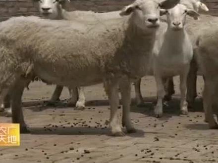 妊娠母羊饲养管理#母羊的管理 #母羊养殖 #养羊技术